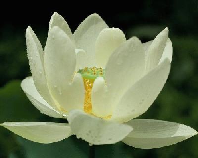 lotus.jpg (13331 bytes)